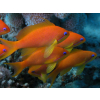 Pseudanthias squamipinnis Samica