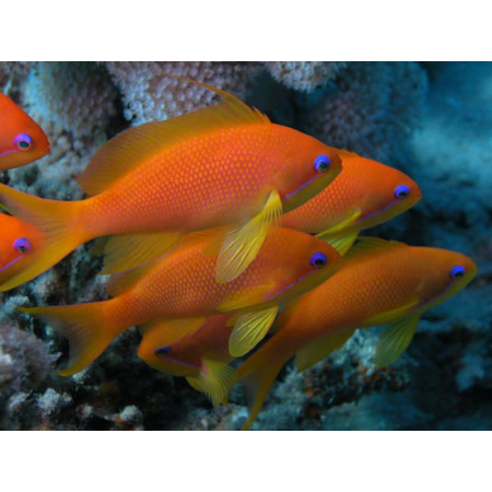 Pseudanthias squamipinnis Samica