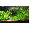 Delfin Żwirek rzeczny 2-4mm 2kg