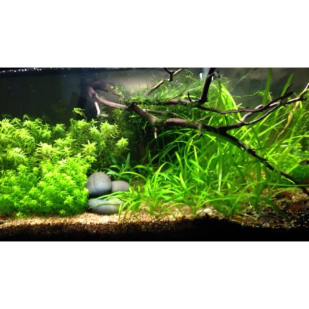 Delfin Żwirek rzeczny 2-4mm 2kg