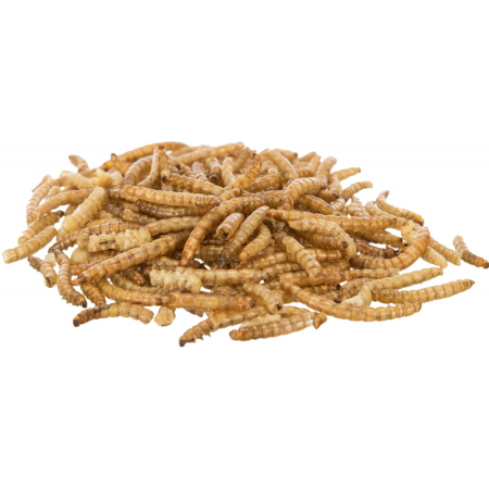 Suszona larwa mącznika  30g