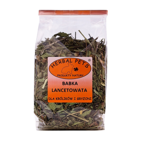 BABKA LANCETOWATA