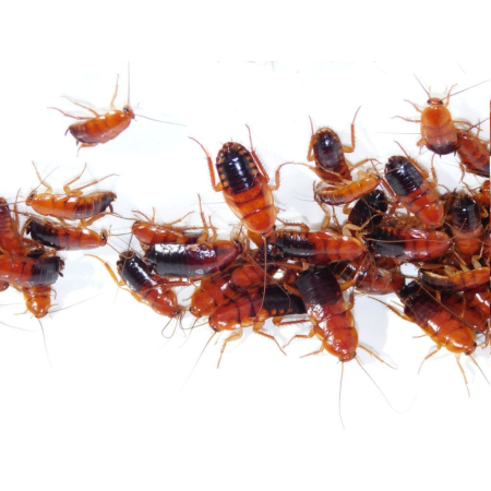 Karaczan Turecki (Blatta lateralis / Shelfordella tartara) – Opakowanie