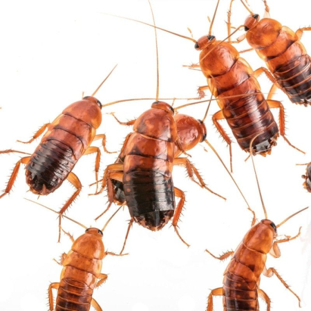 Karaczan Turecki (Blatta lateralis / Shelfordella tartara) – Opakowanie