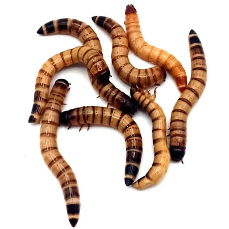 Żywe Drewnojady (Zophobas morio) 100 ml Pokarm dla gadów, ptaków, pająków i jeży