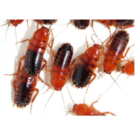 Karaczan Turecki (Blatta lateralis / Shelfordella tartara) – Opakowanie