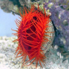 Lima scabra