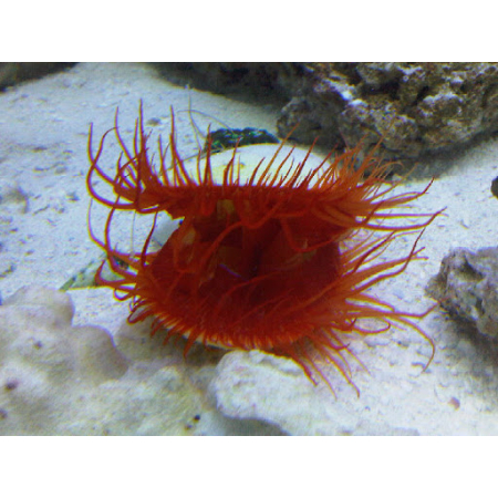 Lima scabra