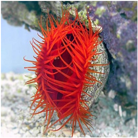 Lima scabra