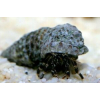 CALCINUS  TIBICEN  Krab pustelnik