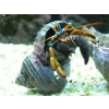 CALCINUS  TIBICEN  Krab pustelnik