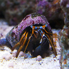 CALCINUS  TIBICEN  Krab pustelnik
