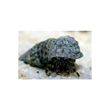 CALCINUS  TIBICEN  Krab pustelnik