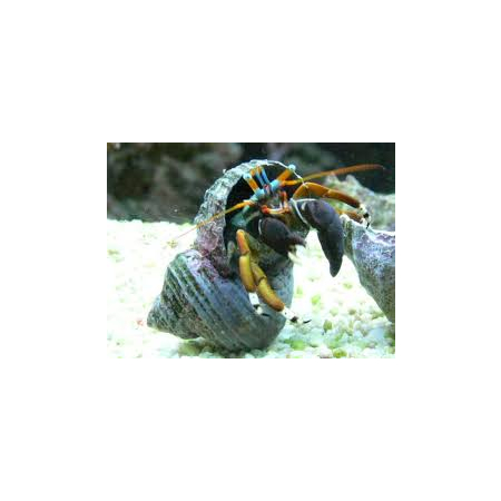 CALCINUS  TIBICEN  Krab pustelnik