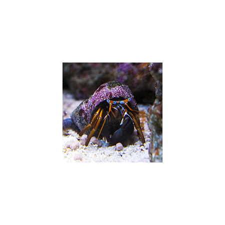 CALCINUS  TIBICEN  Krab pustelnik