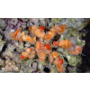 Camposcia retusa - Krab Dekorator  roz M/L