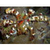 Camposcia retusa - Krab Dekorator  roz M/L