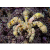 Camposcia retusa - Krab Dekorator  roz M/L