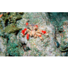 Camposcia retusa - Krab Dekorator  roz M/L