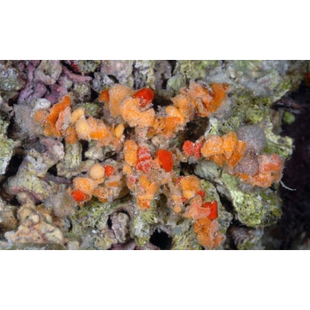 Camposcia retusa - Krab Dekorator  roz M/L