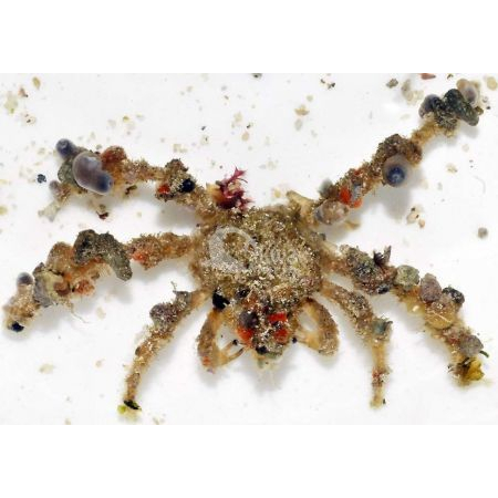 Camposcia retusa - Krab Dekorator  roz M/L