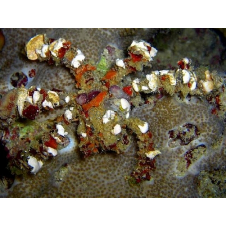 Camposcia retusa - Krab Dekorator  roz M/L