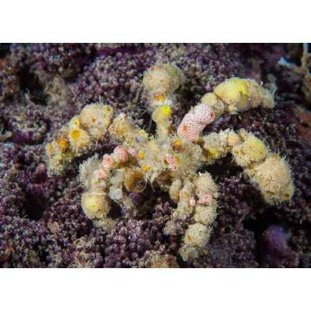 Camposcia retusa - Krab Dekorator  roz M/L