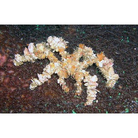 Camposcia retusa - Krab Dekorator  roz M/L