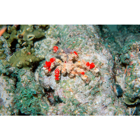 Camposcia retusa - Krab Dekorator  roz M/L