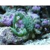 Mithrax sculptus - Krab Mitrax
