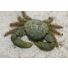 Mithrax sculptus - Krab Mitrax