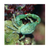 Mithrax sculptus - Krab Mitrax