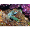 Mithrax sculptus - Krab Mitrax