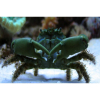 Mithrax sculptus - Krab Mitrax