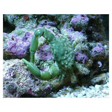Mithrax sculptus - Krab Mitrax