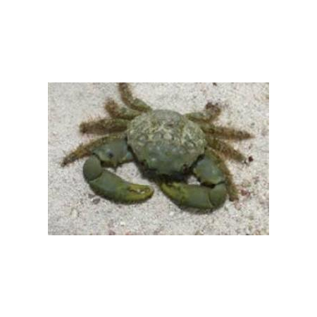Mithrax sculptus - Krab Mitrax