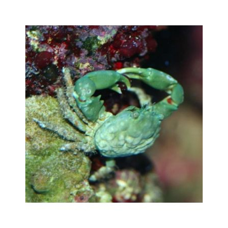 Mithrax sculptus - Krab Mitrax