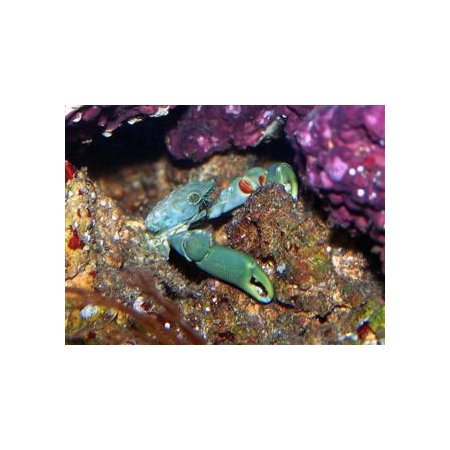 Mithrax sculptus - Krab Mitrax