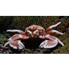 NEOPETROLISTHES OSHIMAI  Krab porcelanowy