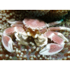 NEOPETROLISTHES OSHIMAI  Krab porcelanowy