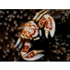 NEOPETROLISTHES OSHIMAI  Krab porcelanowy