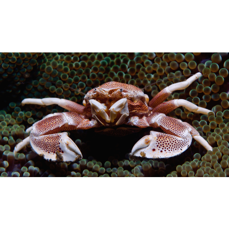 NEOPETROLISTHES OSHIMAI  Krab porcelanowy