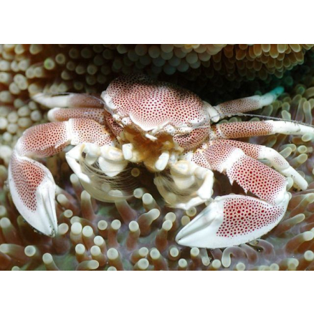 NEOPETROLISTHES OSHIMAI  Krab porcelanowy