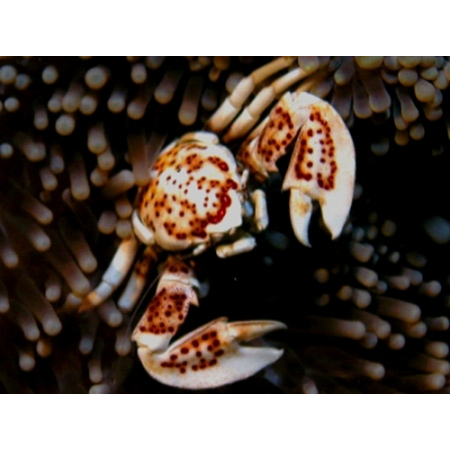 NEOPETROLISTHES OSHIMAI  Krab porcelanowy