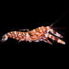 Alpheus bellulus Krewetka pistoletowa