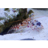 Alpheus bellulus Krewetka pistoletowa