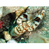 Alpheus bellulus Krewetka pistoletowa
