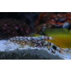 Alpheus bellulus Krewetka pistoletowa
