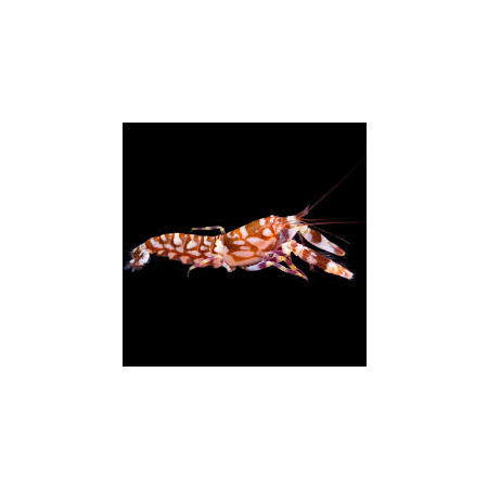 Alpheus bellulus Krewetka pistoletowa