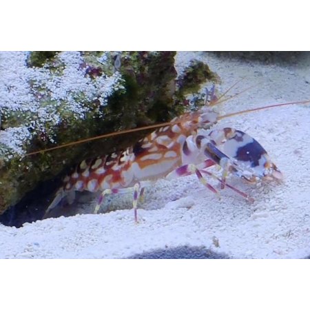 Alpheus bellulus Krewetka pistoletowa